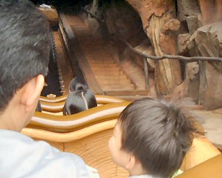 TDL