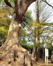 kairakuen_02s.jpg(31472 byte)