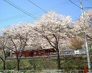 yamaturi_03s.jpg(15996 byte)